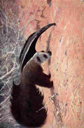 Kuhnert Friedrich Wilhelm 1916 v2 Great Ant Eater A4 Photo Print