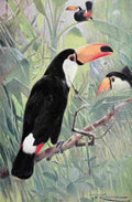 Kuhnert Friedrich Wilhelm 1916 v2 Great Toucan A4 Photo Print