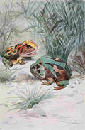 Kuhnert Friedrich Wilhelm 1916 v2 Horned Frog A4 Photo Print