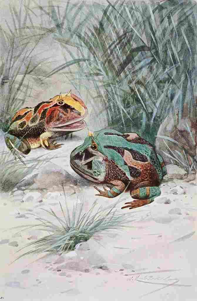 Kuhnert Friedrich Wilhelm 1916 v2 Horned Frog A4 Photo Print