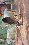 Kuhnert Friedrich Wilhelm 1916 v2 Indian Humped Cattle A4 Photo Print