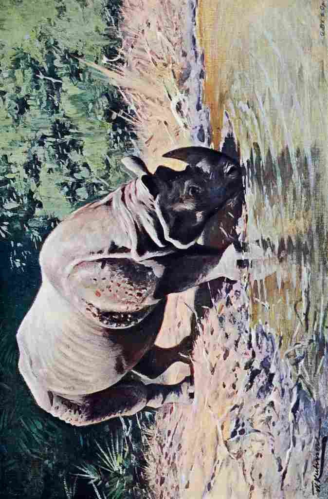 Kuhnert Friedrich Wilhelm 1916 v2 Indian Rhinoceros A4 Photo Print