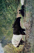 Kuhnert Friedrich Wilhelm 1916 v2 Indian Tapir A4 Photo Print