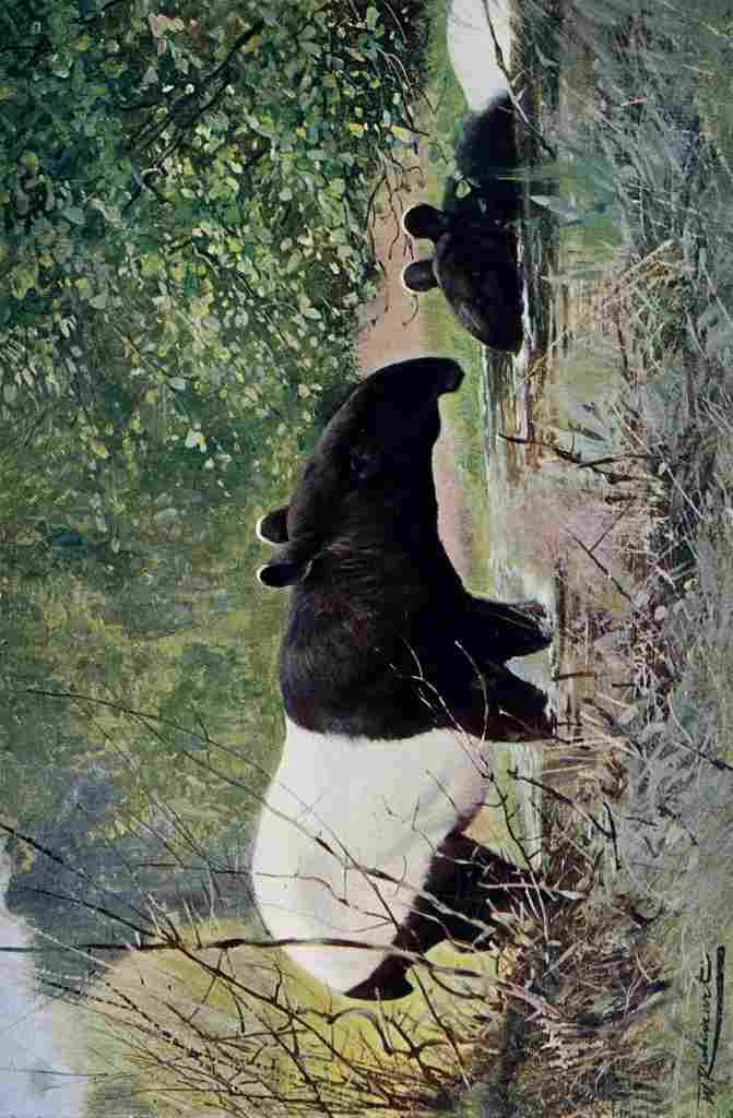 Kuhnert Friedrich Wilhelm 1916 v2 Indian Tapir A4 Photo Print