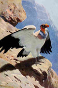 Kuhnert Friedrich Wilhelm 1916 v2 King Vulture A4 Photo Print