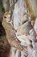 Kuhnert Friedrich Wilhelm 1916 v2 Leopard A4 Photo Print