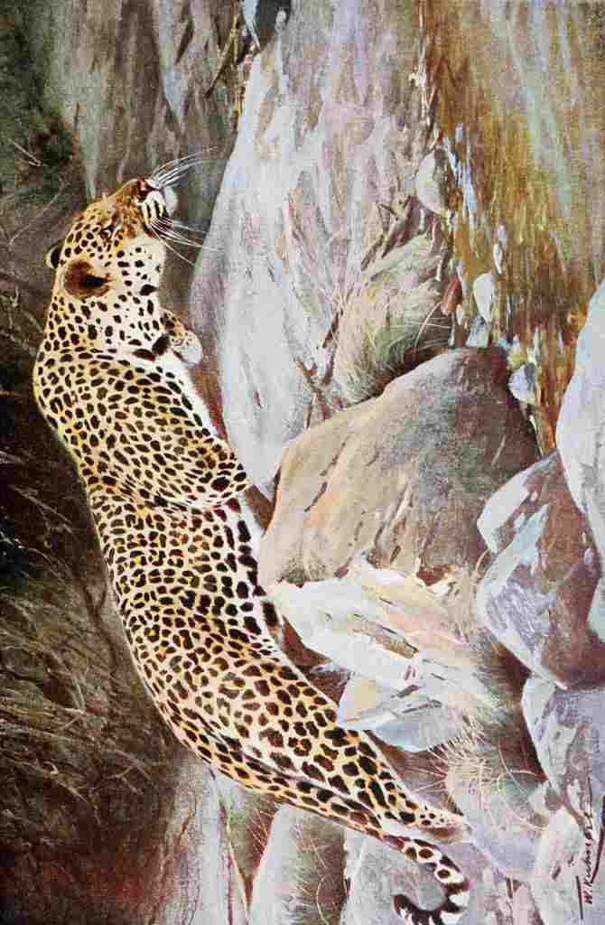 Kuhnert Friedrich Wilhelm 1916 v2 Leopard A4 Photo Print
