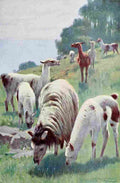 Kuhnert Friedrich Wilhelm 1916 v2 Llama A4 Photo Print