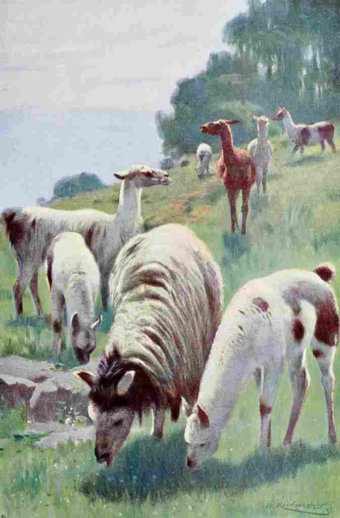 Kuhnert Friedrich Wilhelm 1916 v2 Llama A4 Photo Print
