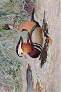 Kuhnert Friedrich Wilhelm 1916 v2 Mandarin Duck A4 Photo Print