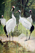 Kuhnert Friedrich Wilhelm 1916 v2 Manghurian Crane A4 Photo Print