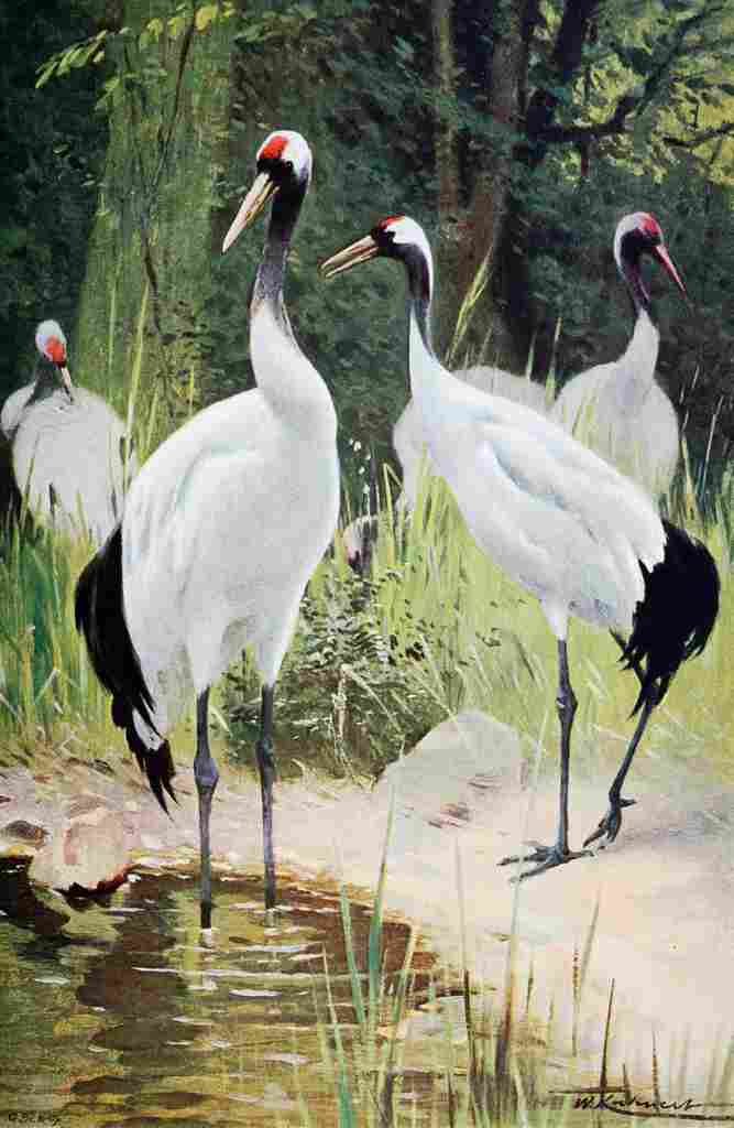 Kuhnert Friedrich Wilhelm 1916 v2 Manghurian Crane A4 Photo Print