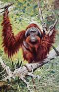 Kuhnert Friedrich Wilhelm 1916 v2 Orangutan A4 Photo Print