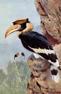 Kuhnert Friedrich Wilhelm 1916 v2 Pied Hornbill A4 Photo Print