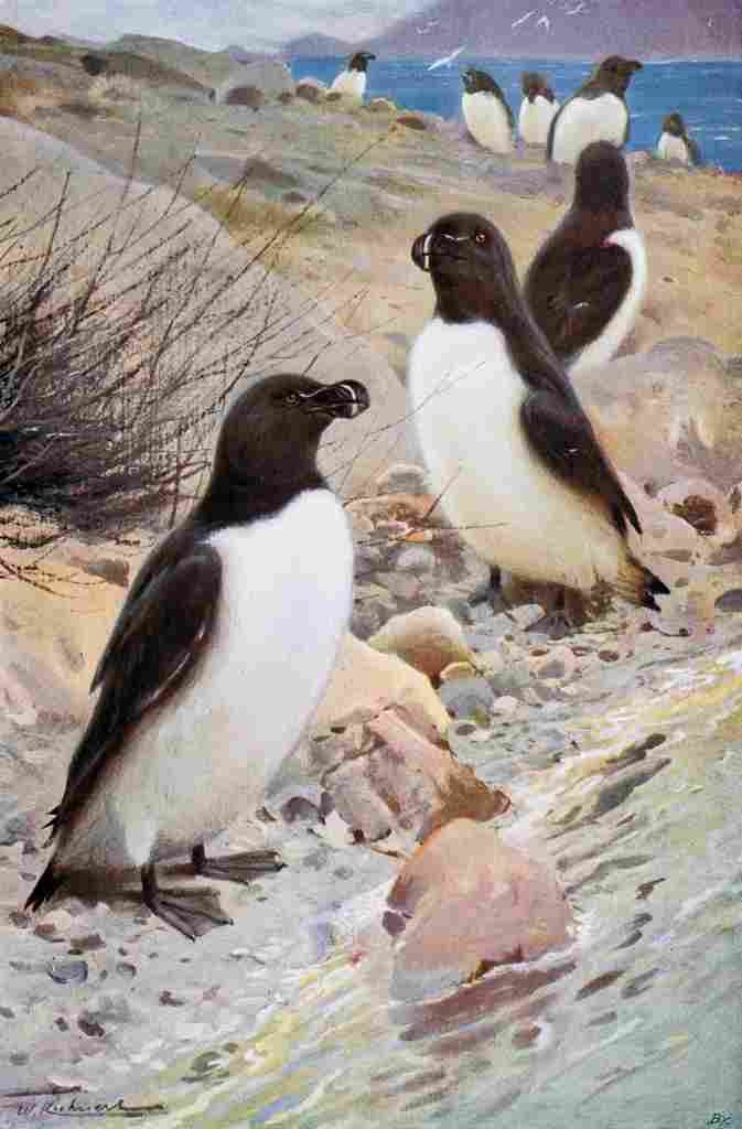 Kuhnert Friedrich Wilhelm 1916 v2 Razorbill A4 Photo Print