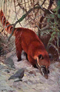 Kuhnert Friedrich Wilhelm 1916 v2 Red Coati A4 Photo Print