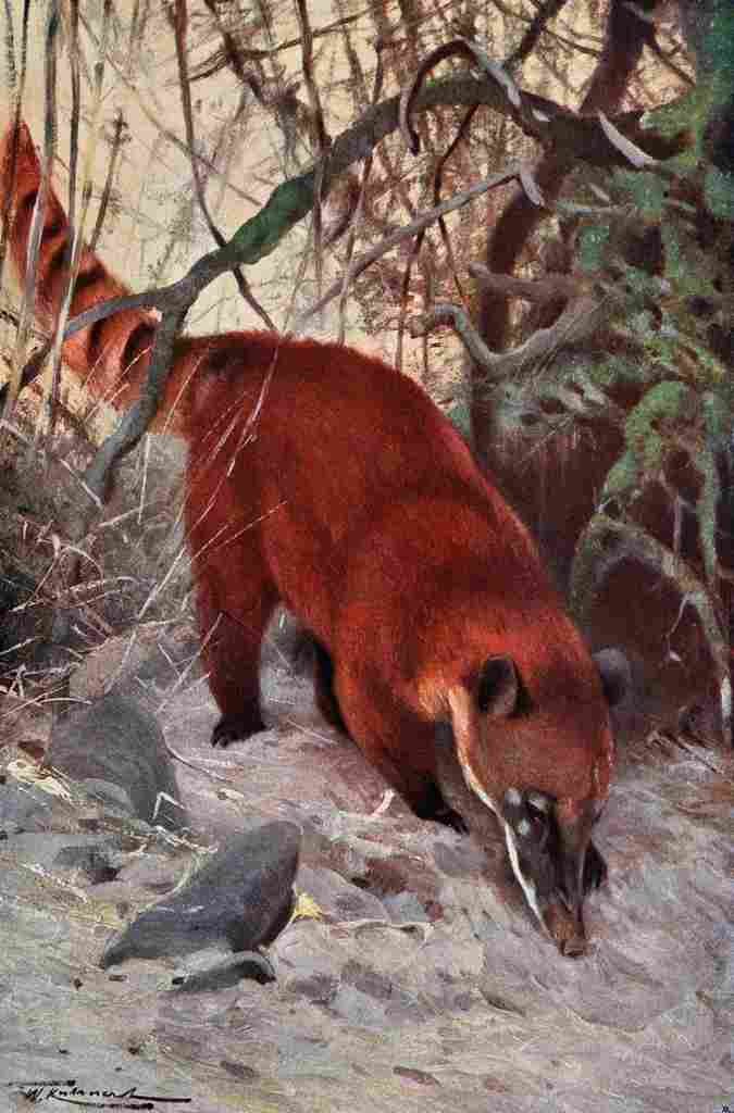 Kuhnert Friedrich Wilhelm 1916 v2 Red Coati A4 Photo Print