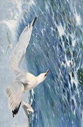 Kuhnert Friedrich Wilhelm 1916 v2 Silver Gull A4 Photo Print