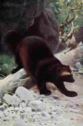 Kuhnert Friedrich Wilhelm 1916 v2 Wolverine A4 Photo Print