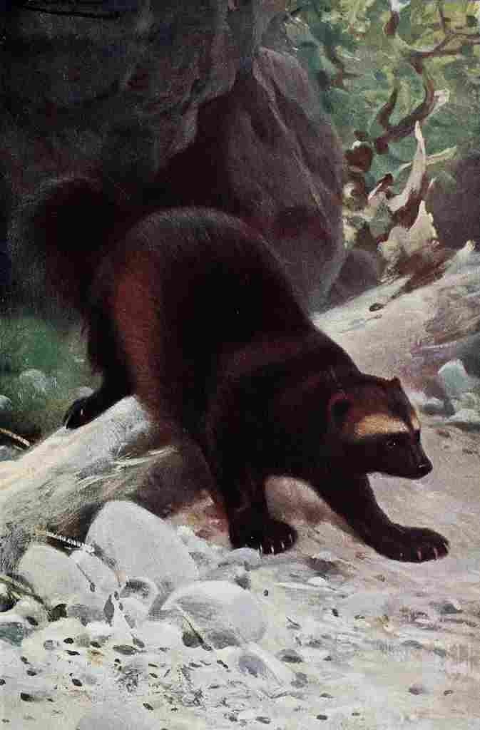 Kuhnert Friedrich Wilhelm 1916 v2 Wolverine A4 Photo Print
