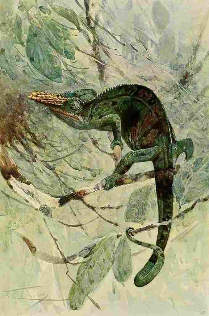 Kuhnert Friedrich Wilhelm 1916 v3 African Chameleon A4 Photo Print