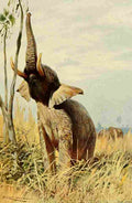Kuhnert Friedrich Wilhelm 1916 v3 African Elephant A4 Photo Print