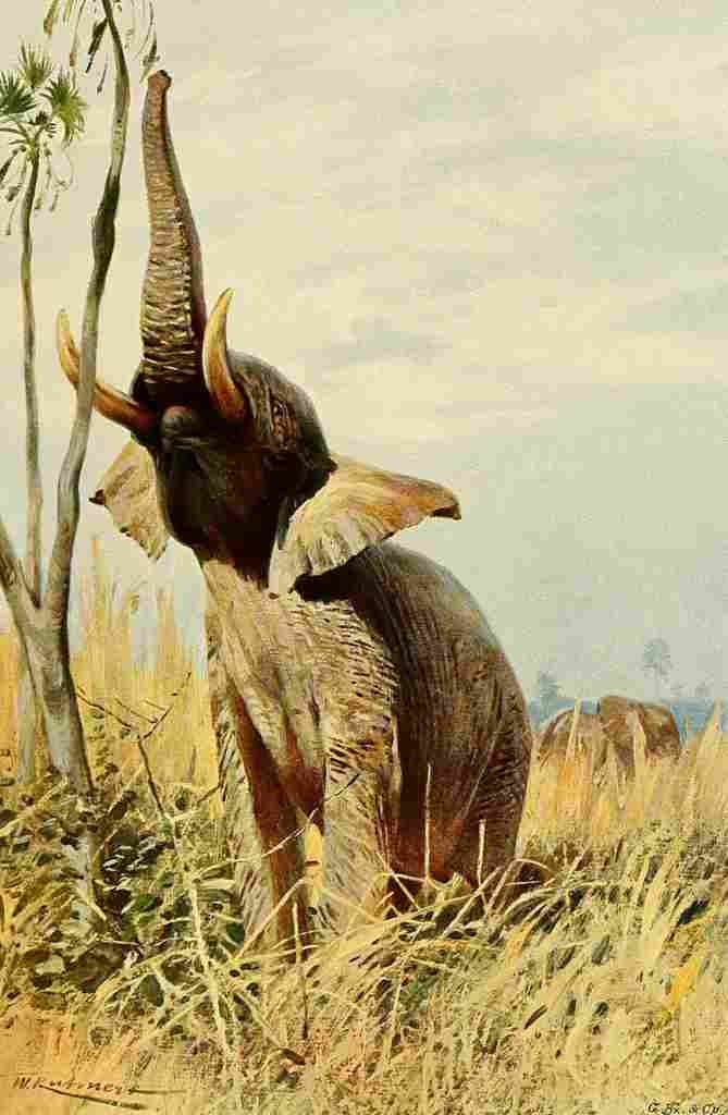 Kuhnert Friedrich Wilhelm 1916 v3 African Elephant A4 Photo Print