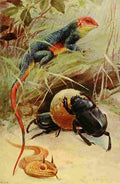 Kuhnert Friedrich Wilhelm 1916 v3 Agama Horned Viper Sacred Beetle A4 Photo Print