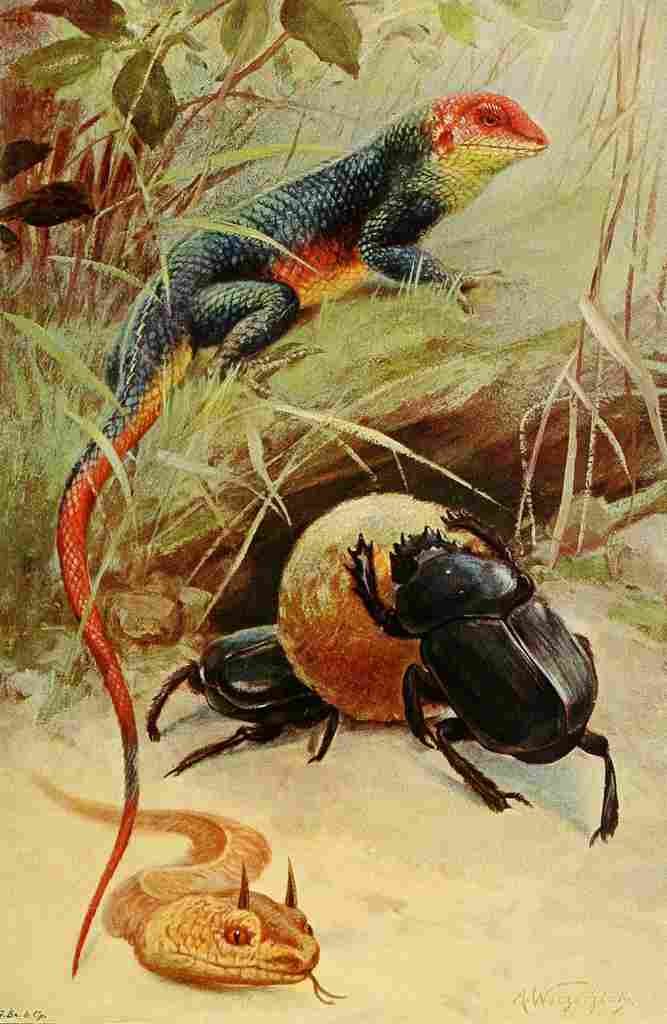 Kuhnert Friedrich Wilhelm 1916 v3 Agama Horned Viper Sacred Beetle A4 Photo Print