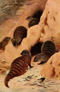 Kuhnert Friedrich Wilhelm 1916 v3 Banded Mongoose A4 Photo Print