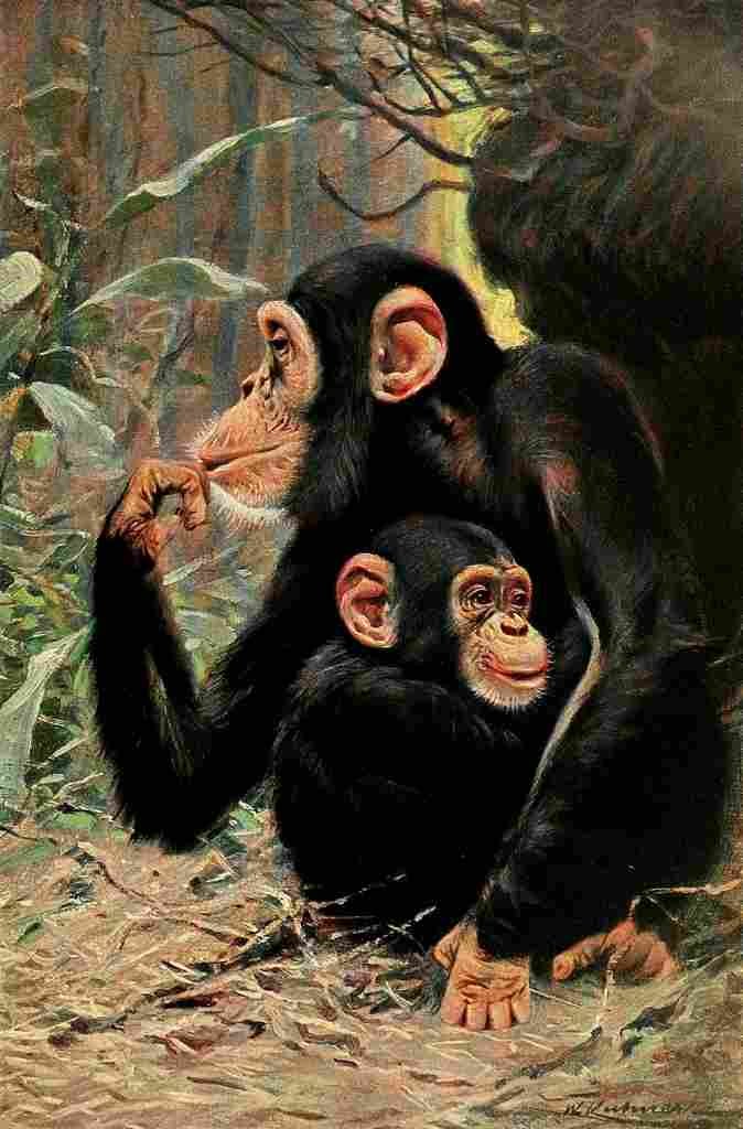 Kuhnert Friedrich Wilhelm 1916 v3 Chimpanzees A4 Photo Print