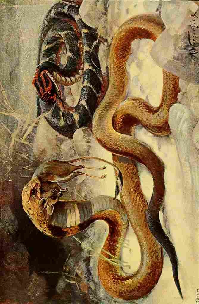 Kuhnert Friedrich Wilhelm 1916 v3 Cobra & Puff Adder A4 Photo Print