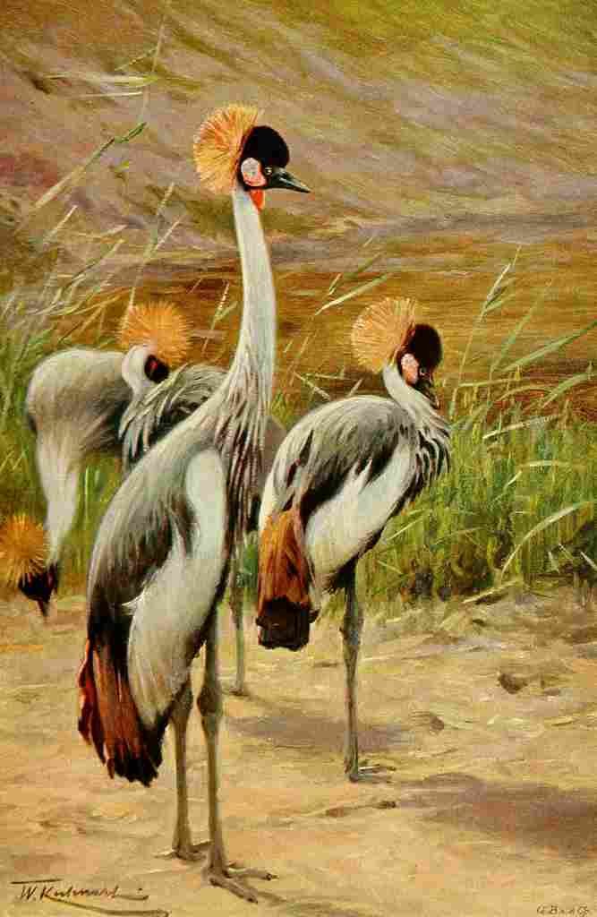 Kuhnert Friedrich Wilhelm 1916 v3 Crowned Crane A4 Photo Print