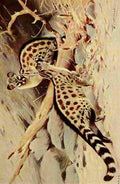 Kuhnert Friedrich Wilhelm 1916 v3 Dongola Genet A4 Photo Print