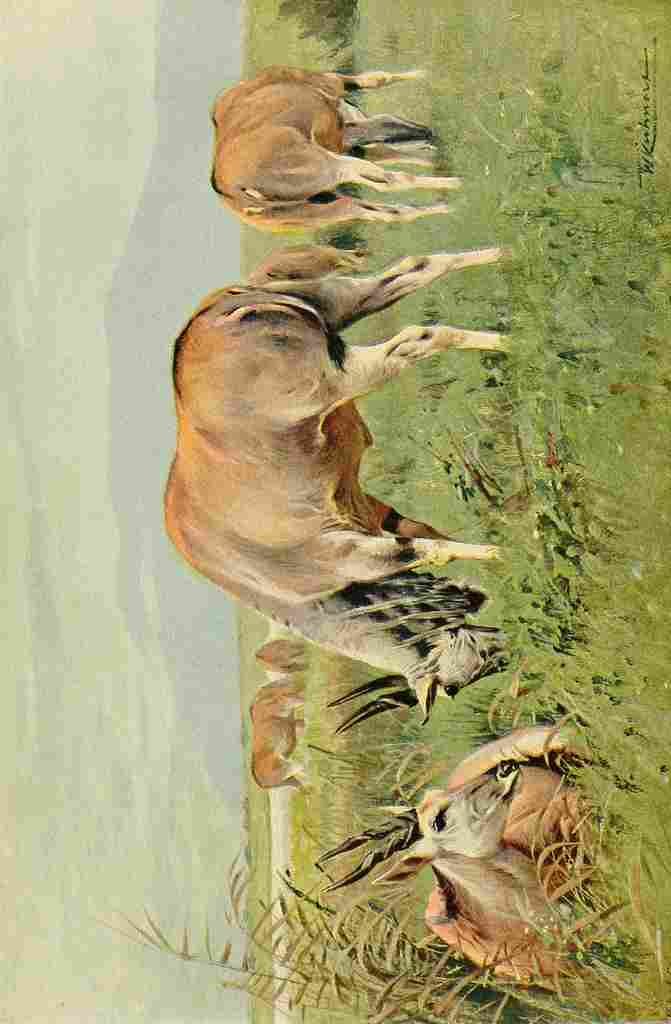 Kuhnert Friedrich Wilhelm 1916 v3 Eland A4 Photo Print