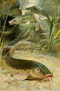 Kuhnert Friedrich Wilhelm 1916 v3 Electric Catfish Bichir Trunkfish A4 Photo Print