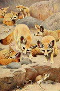 Kuhnert Friedrich Wilhelm 1916 v3 Fennec & Jerboa A4 Photo Print
