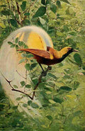 Kuhnert Friedrich Wilhelm 1916 v3 Great Bird of Paradise A4 Photo Print