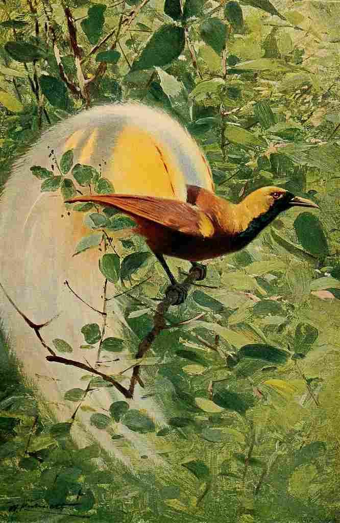 Kuhnert Friedrich Wilhelm 1916 v3 Great Bird of Paradise A4 Photo Print