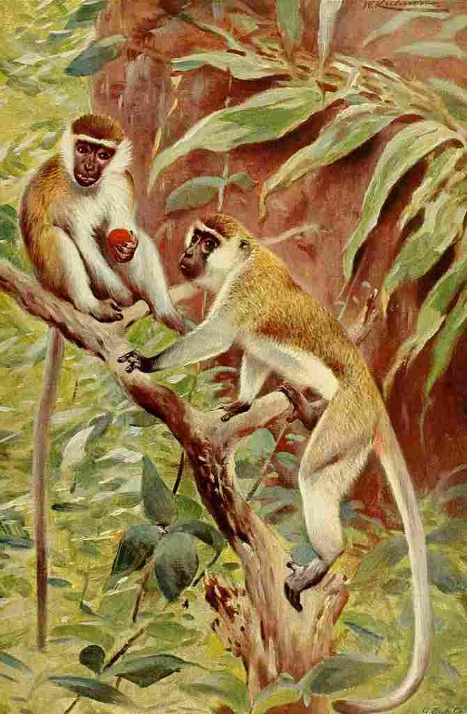 Kuhnert Friedrich Wilhelm 1916 v3 Green Monkey A4 Photo Print