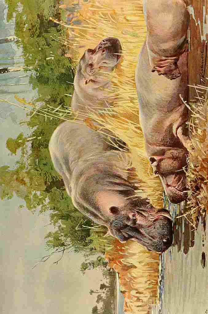 Kuhnert Friedrich Wilhelm 1916 v3 Hippopotamus A4 Photo Print