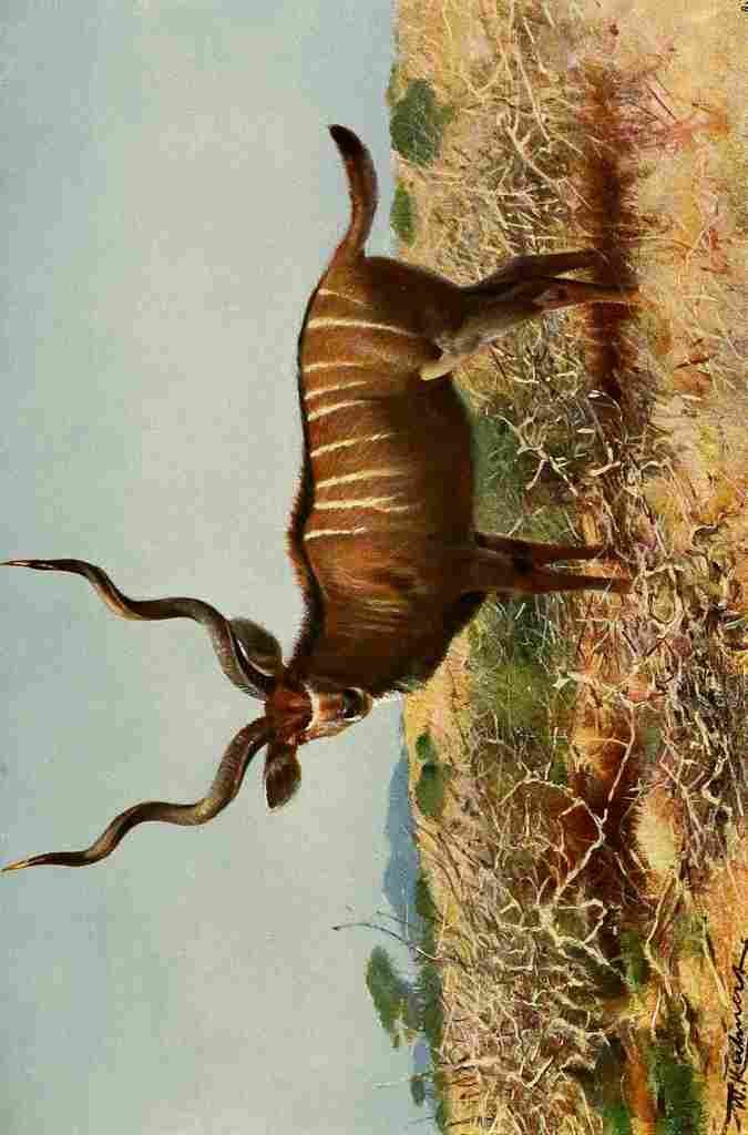 Kuhnert Friedrich Wilhelm 1916 v3 Kudu A4 Photo Print