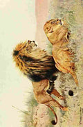 Kuhnert Friedrich Wilhelm 1916 v3 Lions A4 Photo Print