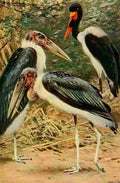 Kuhnert Friedrich Wilhelm 1916 v3 Marabou & Jabiru A4 Photo Print