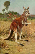 Kuhnert Friedrich Wilhelm 1916 v3 Red Kangaroo A4 Photo Print