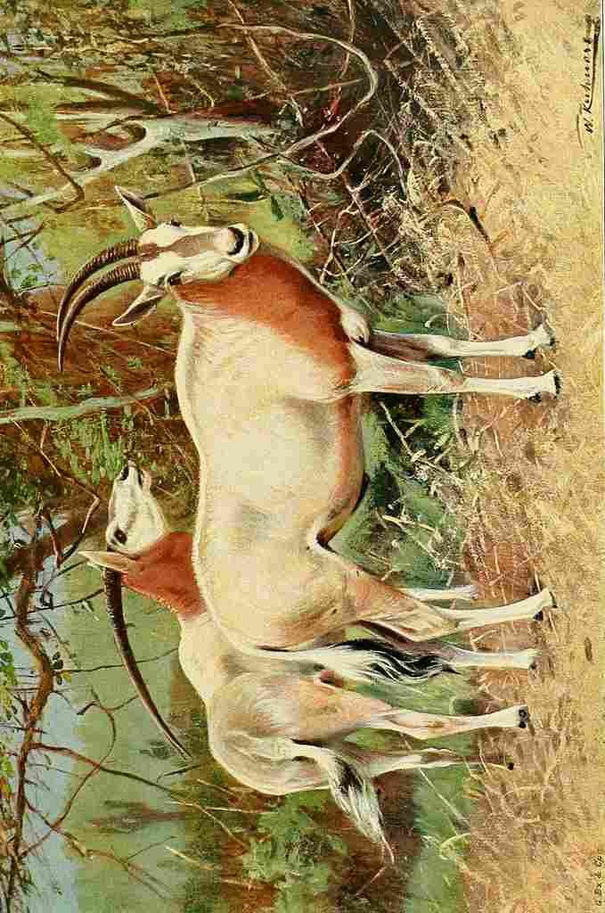 Kuhnert Friedrich Wilhelm 1916 v3 Sable Antelope A4 Photo Print