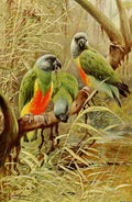 Kuhnert Friedrich Wilhelm 1916 v3 Senegal Parrot A4 Photo Print