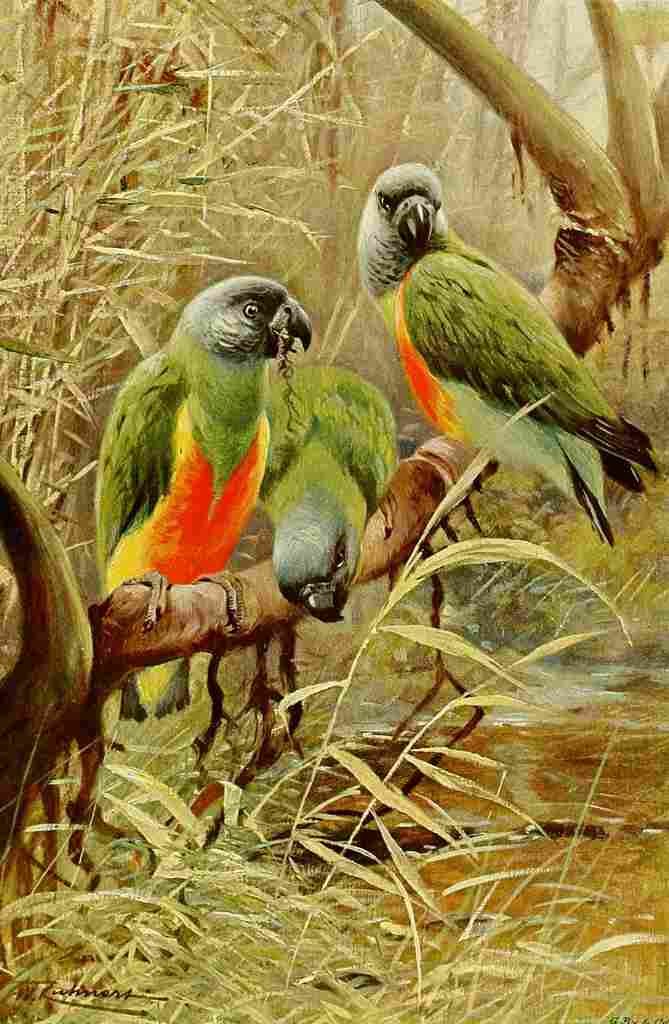 Kuhnert Friedrich Wilhelm 1916 v3 Senegal Parrot A4 Photo Print