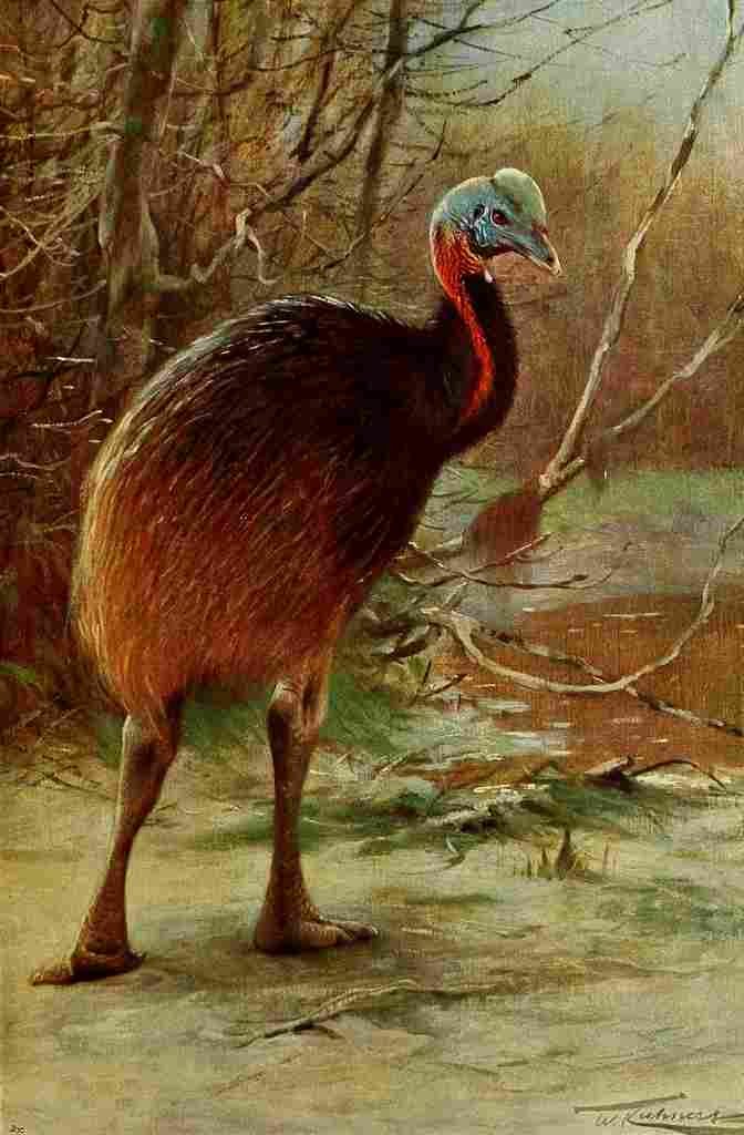 Kuhnert Friedrich Wilhelm 1916 v3 Single Wattled Cassowary A4 Photo Print