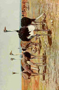 Kuhnert Friedrich Wilhelm 1916 v3 Somali Ostrich A4 Photo Print